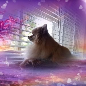 Meet your Posher, Patricia